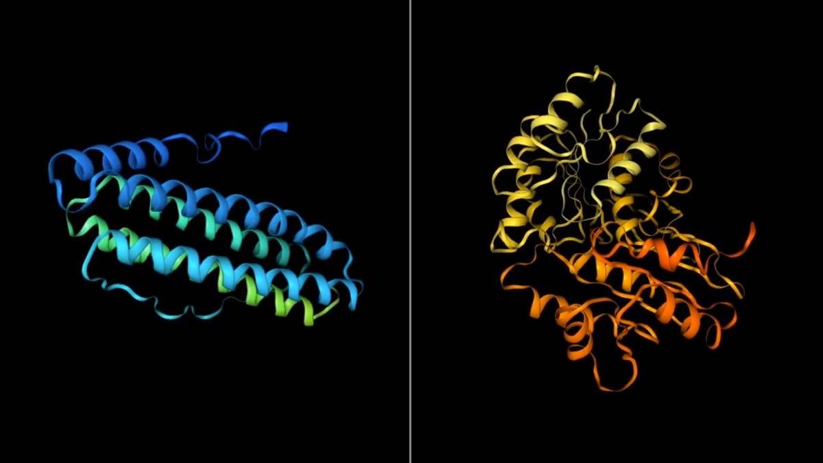 Side-by-side 3D ribbon models of proteins in blue-green and yellow-orange on black background.