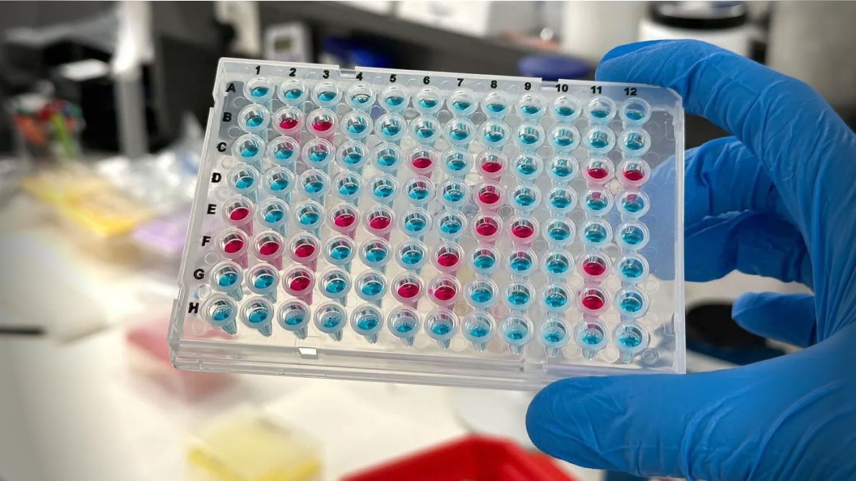 Gloved hand holding 96-well microplate with blue and pink liquid samples in lab setting.