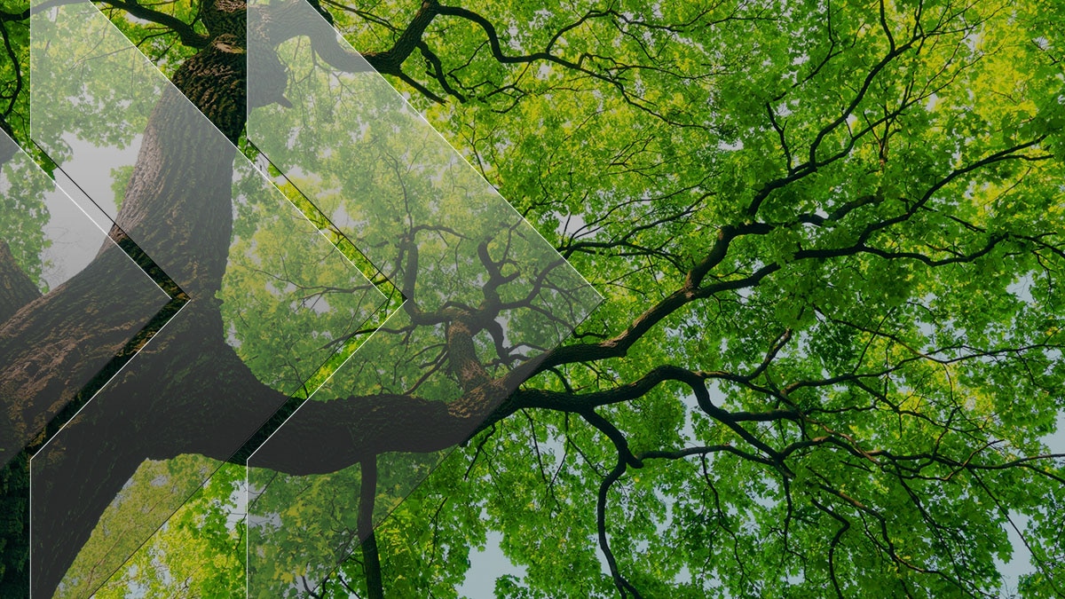 Lush green tree canopy viewed from below with a modern semi-transparent chevron overlay Lush green tree canopy viewed from below with a modern semi-transparent chevron overlay
